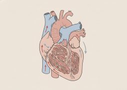 thumb-benh-co-tim-xop