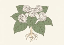 thumb-duoc-lieu-bach-dong-nu_compressed