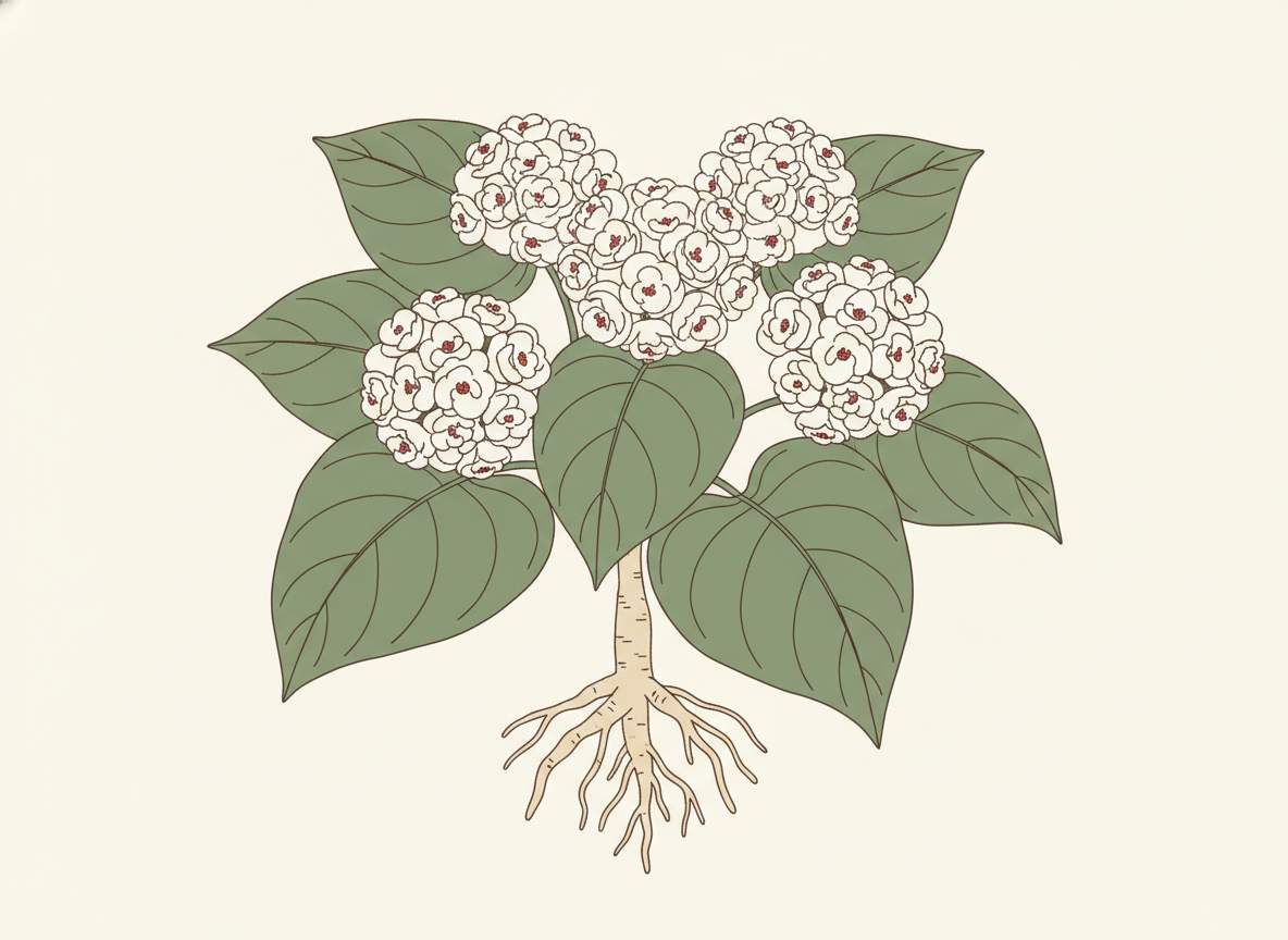 thumb-duoc-lieu-bach-dong-nu_compressed