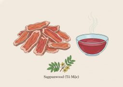 thumb-duoc-lieu-cay-to-moc_compressed