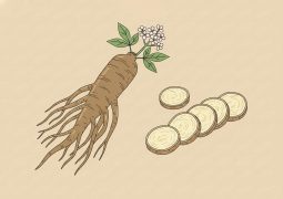 thumb-duoc-lieu-duong-quy_compressed