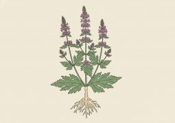 thumb-duoc-lieu-ich-mau_compressed