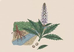 thumb-duoc-lieu-o-ro_compressed