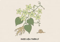 thumb-duoc-lieu-thien-ly_compressed