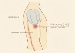 thumb-huyet-dao-kien-ngung-li14_compressed