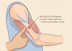 thumb-huyet-dao-nhu-hoi-li13_compressed