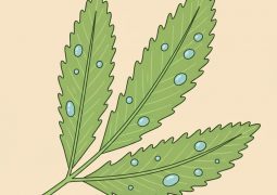 thumb-la-mui-tau-ho-tro-giam-trao-nguoc-da-day-meo-dan-gian