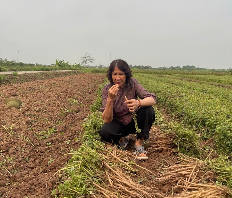 Đánh giá dược liệu bằng kinh nghiệm lâm sàng, nếm trực tiếp tại chỗ Đánh giá dược liệu bằng kinh nghiệm lâm sàng, nếm trực tiếp tại chỗ