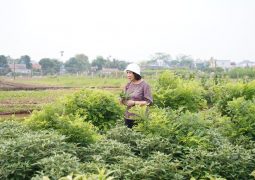 Tôi cùng đội ngũ sẽ tiếp tục thực hiện các cuộc khảo sát thực tế để đem về cho bà con nguồn dược liệu chất lượng nhất