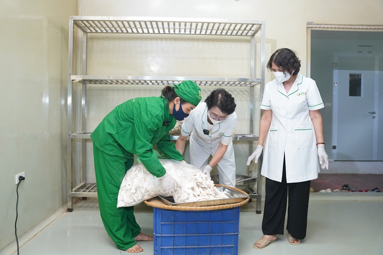 Tôi cùng bác sĩ Nguyễn Thị Nhuần trực tiếp kiểm tra quy trình sơ chế dược liệu
